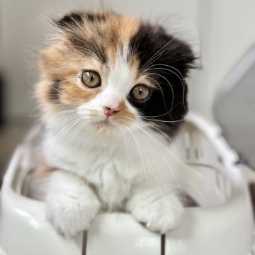 スコティッシュフォールド(折れ耳)【福岡県・女の子・2024年4月20日・ブラウンパッチドタビー&ホワイト（ロング）】の写真「遊ぶの大好き、まんまるふわふわ女の子♡」