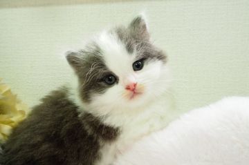 スコティッシュフォールド【福岡県・男の子・2022年3月26日・ブルータビー&ホワイト（ロングヘア）】の写真「物怖じせず、好奇心旺盛な甘えん坊ボーイ」