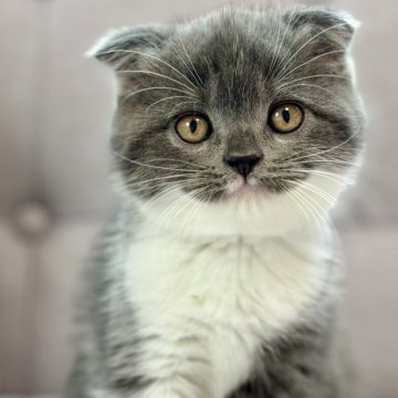 スコティッシュフォールド(折れ耳)【福岡県・女の子・2024年3月24日・ブルータビー&ホワイト】の写真「のんびり抱っこ好きな女の子」