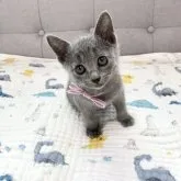 ロシアンブルー【福岡県・女の子・2023年3月30日・ブルー】の写真1