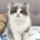 ブリティッシュロングヘア【福岡県・男の子・2024年7月26日・ブルー&ホワイト】の写真1