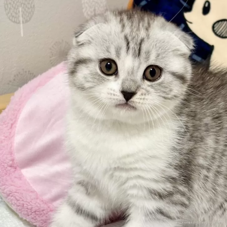 ID:2504-00244の子猫
