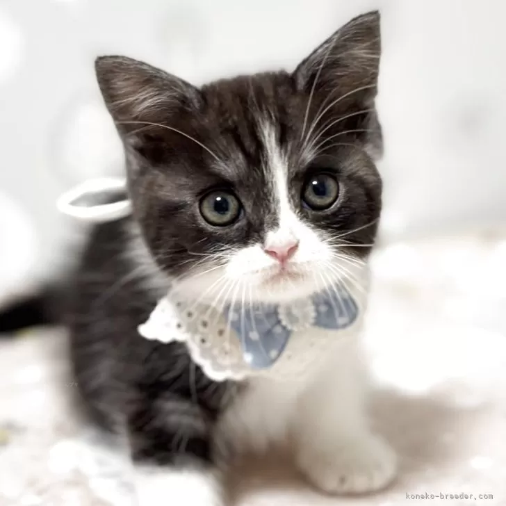 ID：2510-01655の子猫