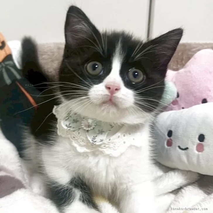 ID：2510-01664の子猫