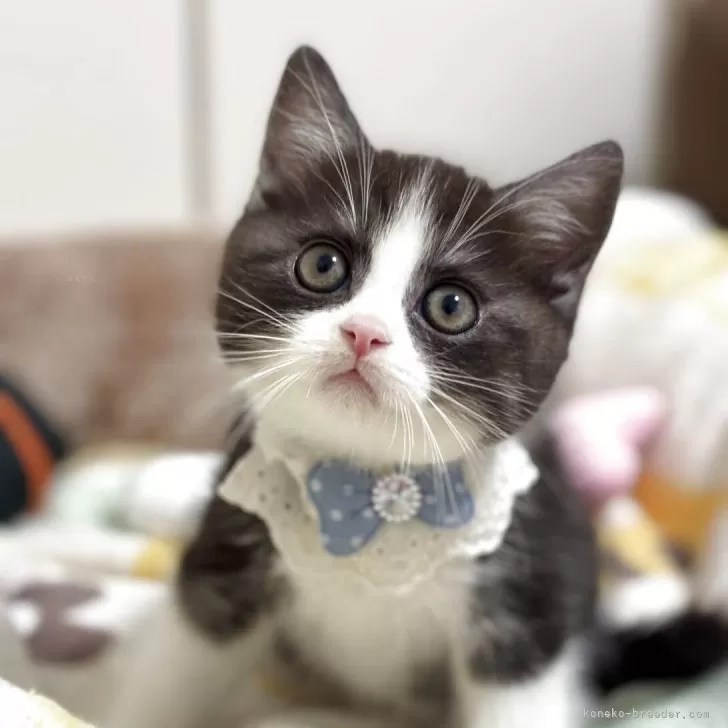ID：2510-01624の子猫