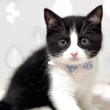 スコティッシュフォールド(立ち耳)【福岡県・男の子・2025年8月26日・ブラック&ホワイト】の写真「🌟元気いっぱいハチワレブラザーズ🌟」