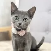 ロシアンブルー