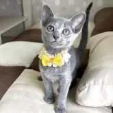 ロシアンブルー【福岡県・女の子・2025年3月5日・ブルー】の写真1