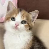 スコティッシュフォールド(立ち耳)