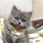 ブリティッシュロングヘア