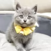 ブリティッシュショートヘア