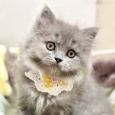 ブリティッシュロングヘア