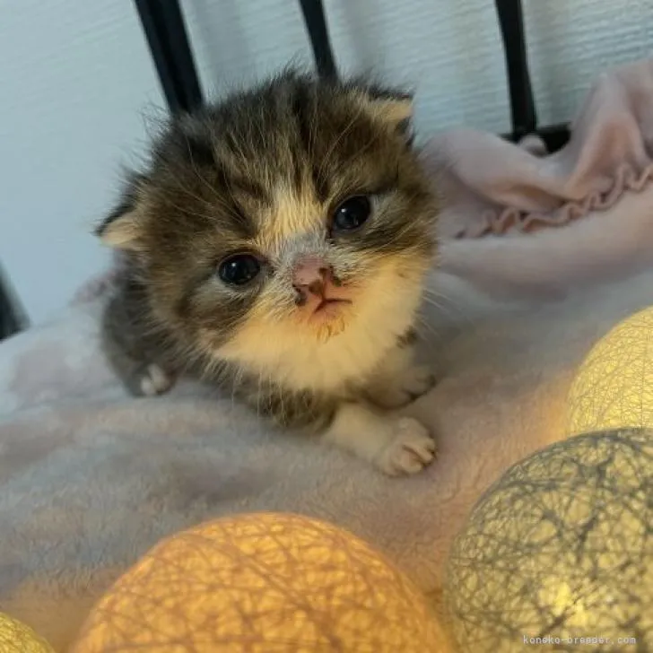 ID：2210-01663の子猫