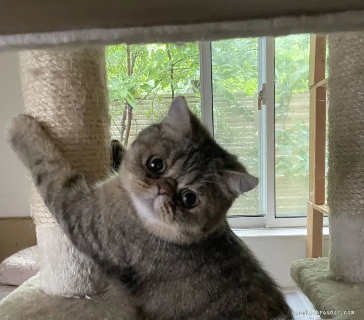 ID:2201-01932の子猫