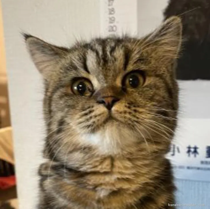 ID:2206-02342の子猫