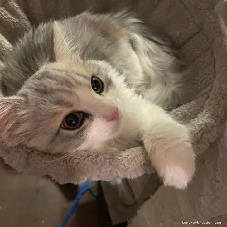 ID:2210-01314の子猫