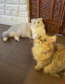 スコティッシュフォールド【・女の子・2017年5月11日・シルバータービーロング】