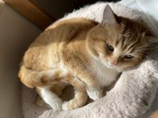 マンチカン【・男の子・2015年8月8日・レッドタビー&ホワイト】