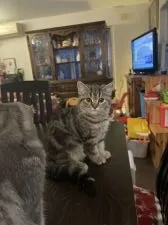 スコッティシュ×エキゾチック【神奈川県・女の子・2021年9月10日・ブラウンクラシックタービー】の写真5