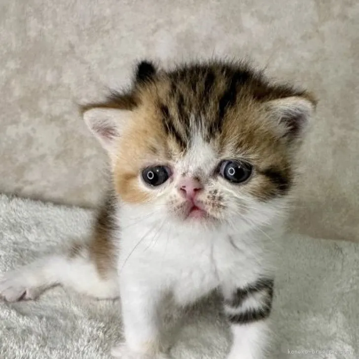 ID：2307-03406の子猫
