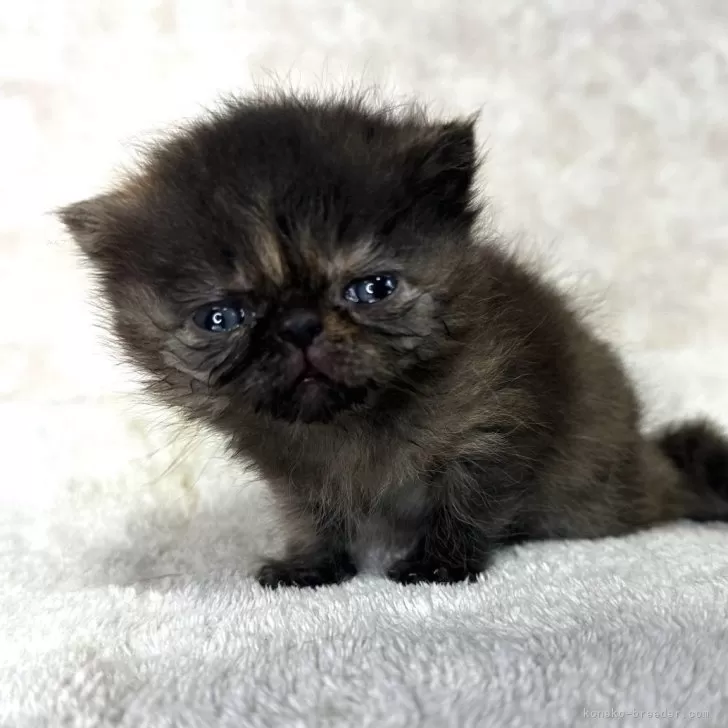 ID：2406-03506の子猫