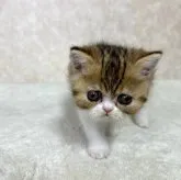 エキゾチックショートヘア【愛知県・女の子・2023年10月8日・ブラウンタビー&ホワイト】の写真2「正面も可愛い😍」