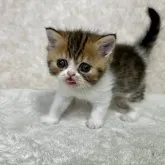 エキゾチックショートヘア【愛知県・女の子・2023年10月8日・ブラウンタビー&ホワイト】の写真4「てへペロ！！」