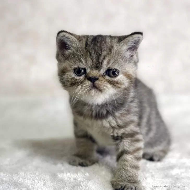 ID:2505-01863の子猫