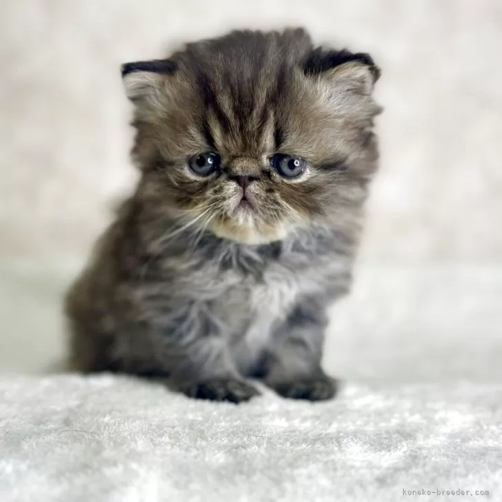 I.N 様のお迎えした子猫