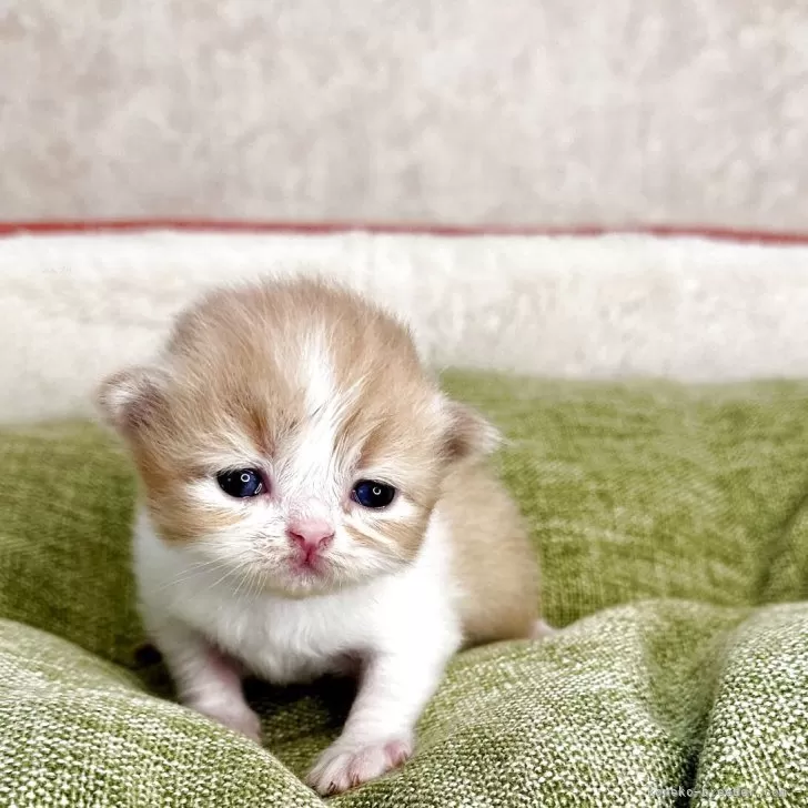 ミヌエット(長足)【愛知県・男の子・2025年10月7日・レッドタビ-&ホワイト】の写真1