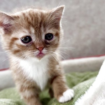 ミヌエット(長足)【愛知県・女の子・2025年10月7日・レッドタビー&ホワイト（ショート）】の写真「激カワ！将来美人ちゃん間違いなしの予感‼️」