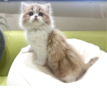 ミヌエット(長足)【愛知県・男の子・2025年10月7日・レッドタビ-&ホワイト（ロング）】の写真「まん丸顔でふわふわモコモコ🩷元気に成長中！」