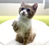 ミヌエット(長足)