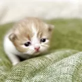 ミヌエット(長足)