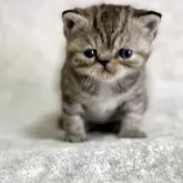 エキゾチックショートヘア