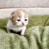 ミヌエット(長足)【愛知県・男の子・2025年10月7日・レッドタビ-&ホワイト】の写真3