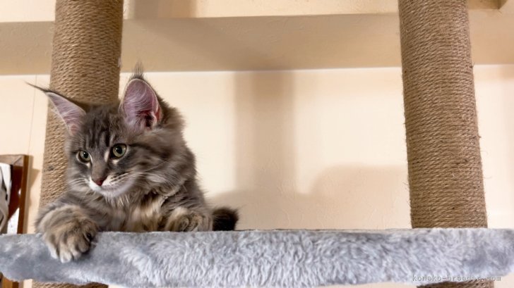 メインクーン【・女の子・2020年11月4日・ブルータビー&amp;ホワイト】