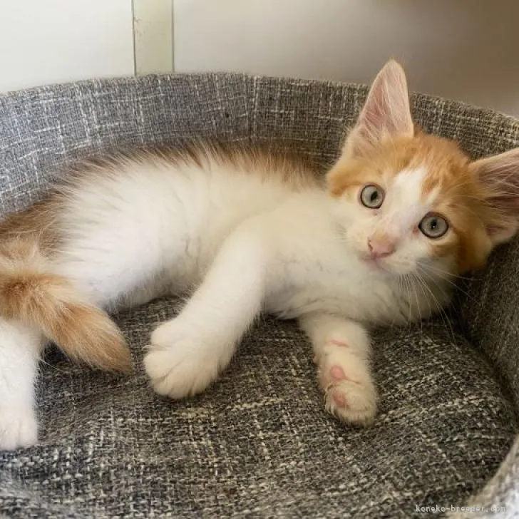 ID：2208-00796の子猫