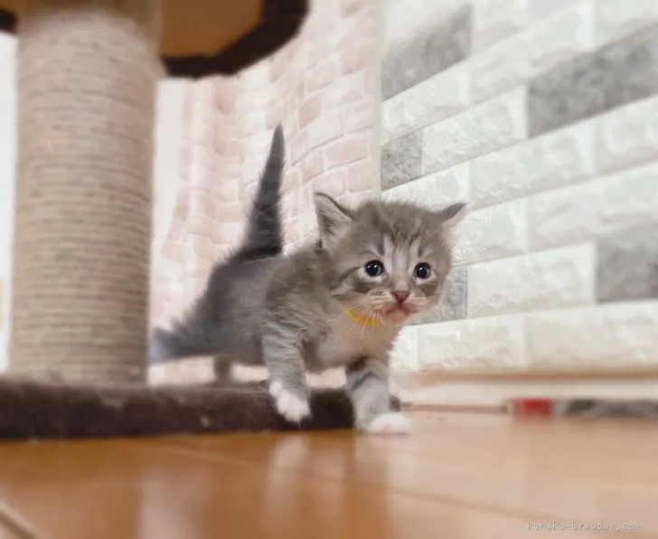 ID:2110-01186の子猫
