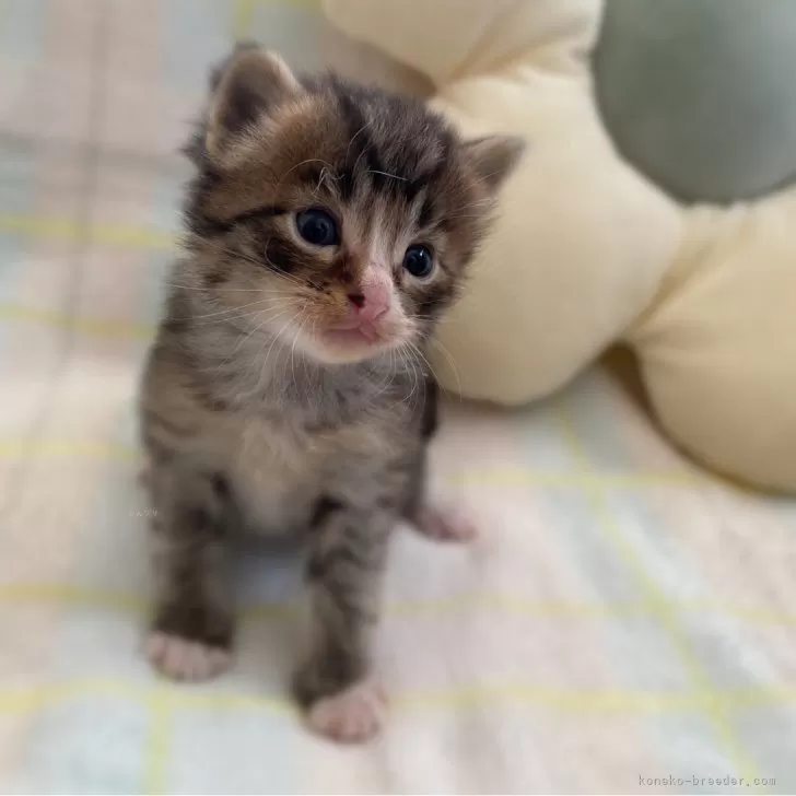 りゅうちゃん 様のお迎えした子猫