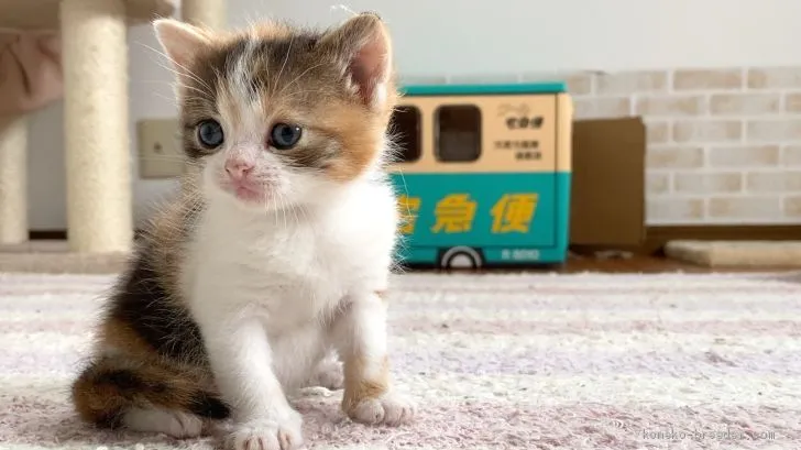 ID：2007-00344の子猫