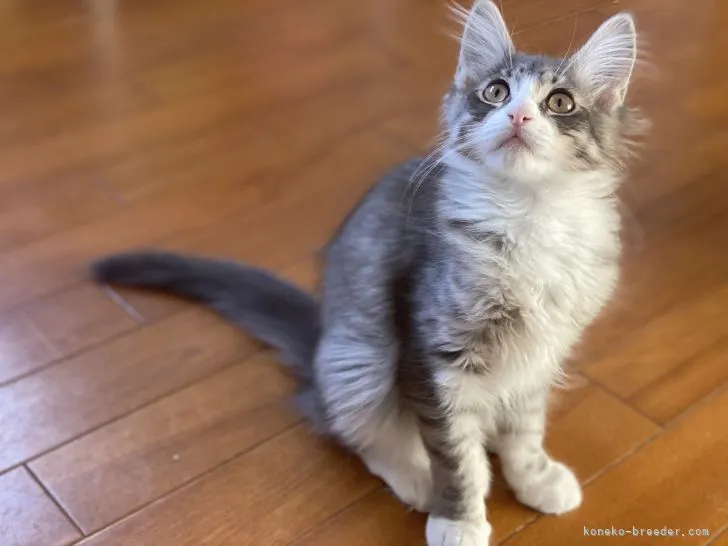 ID：2110-01187の子猫