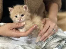 メインクーン【岐阜県・男の子・2020年2月12日・クリームタビー&ホワイト】の写真1「お気軽にお問合せください♡」