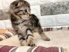 メインクーン×スコティッシュ【岐阜県・男の子・2020年4月22日・ブラウンタビー】の写真4「お気軽にお問合せください♡」