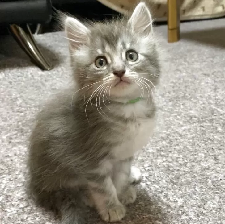 Y.K 様のお迎えした子猫