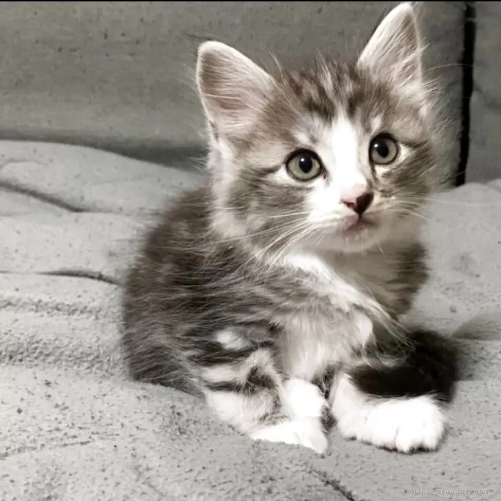 ID:2505-02784の子猫