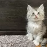 メインクーン