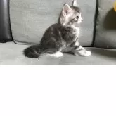 メインクーン【岐阜県・男の子・2025年4月3日・ブルータビーホワイト】の写真5