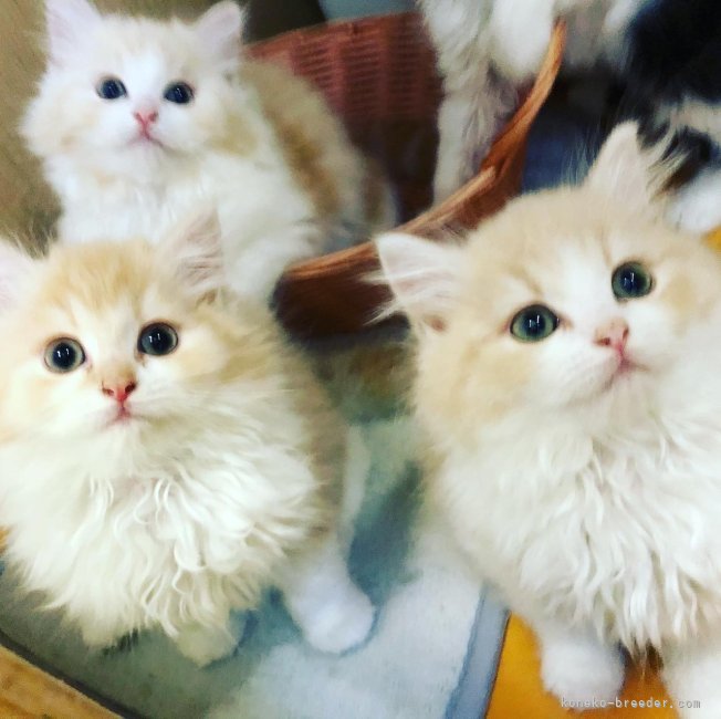 山本　さおり(やまもと　さおり)ブリーダー(茨城県・ミヌエットなど・ICC登録)の紹介写真6