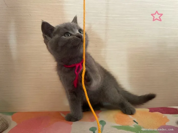 ID:2112-02340の子猫
